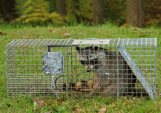 KG45 TRAMP ALARM TRAIL CAMERA dla miłośników polowań