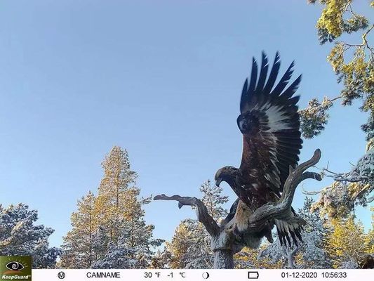 Wodoodporna kamera leśna 4G IP65