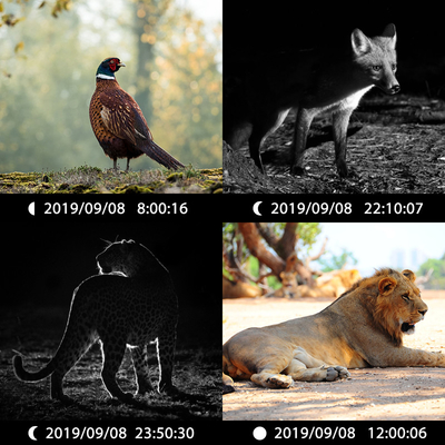 Podwójna kamera ukryta KW696 OEM/ODM 0.4s wyzwalacz 1080P/30MP wodoodporny IP67 100ft nocny zasięg dla polowania na dziką przyrodę