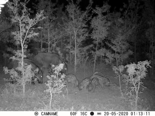 Kamera myśliwska IP67 bez świecenia z obsługą obiektywu mikro 450 mm i interwałem 1s-60m HD