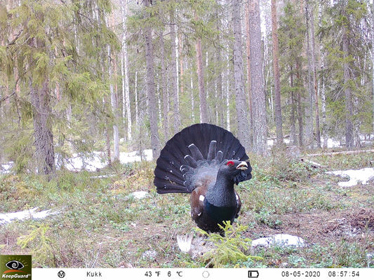 Wysoka rozdzielczość 4g Wildlife Camera, Night Vision 4g Lte Trail Camera