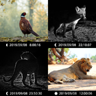 Gorąca sprzedaż Kamera dla zwierząt Fast Trigger Podwójny obiektyw Full HD zdjęcie i wideo CE FCC ROHS Hunting Trail Camera