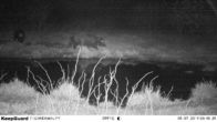Scouting Trail Cyfrowa kamera myśliwska na podczerwień / kamery Hunter w kamuflażu